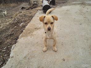 娱乐吃瓜酱小黄狗,揭秘娱乐圈那些不为人知的幕后故事